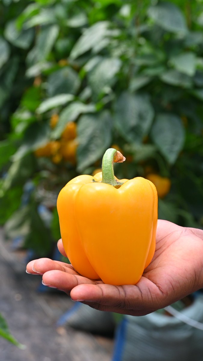 Holland Greentech Uganda tweet media