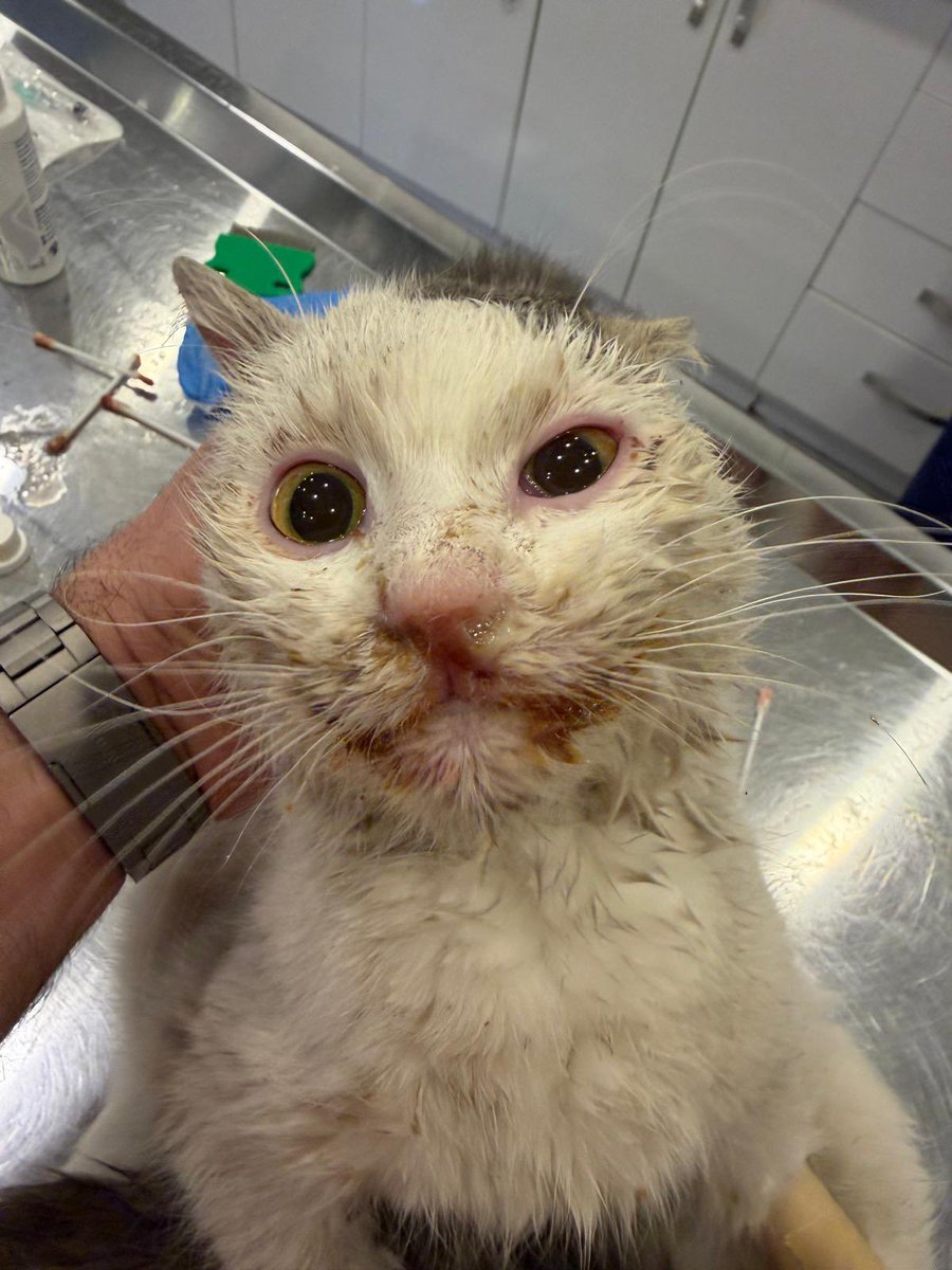 "44 BİN İZLENME... GELEN DESTEK 1000 TL BİLE DEĞİL 😔
Gerçekten anlamıyorum...  
Her detayı şeffaf paylaşıyorum: Bora'nın kan tahlilleri, serum hali, interferon dozu fiyatı (1600 TL), kliniğin adı (Angora Veteriner)
Ama o küçük destekler birleşse Bora'nın bir doz ilacını