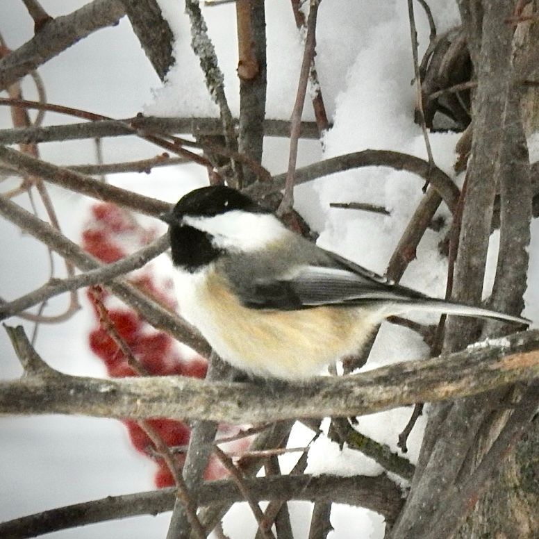 HappyPlaceGang's tweet image. CHILL CHICKADEE - Even cold hardy Black-capped Chickadees were preferring to stay out of the wind. They were sticking to close protected feeders. Amazing that these little birds can endure such extremes but if anyone can it’s a Chickadee. #bird #polarvortex #bravingthecold
- BDG