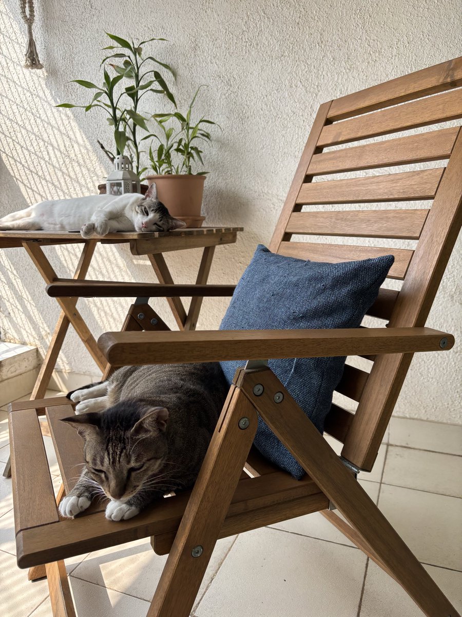 Mum saw us snoozing in the balcony and went “awww”! We hope all our friends in the path of the winter storm remain safe and warm. Sending warmth and love to all furry and non-furry friends. #cats #CatsOfX #CatsOnX