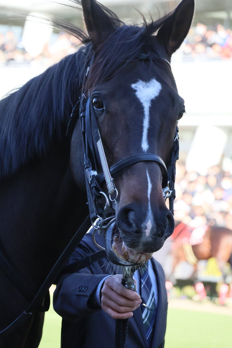 マイネル様 ご購入予定品 マイネルエンペラー #ゴールドシップ産駒 2026/01/25 無事に帰って