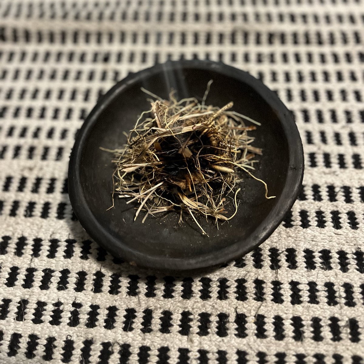 SabzerAzoh's tweet photo. isiQunga, wild lemongrass (Cymbopogon species), is not used in African tradition for flavour or comfort. It is a boundary grass a plant chosen to work on air, atmosphere, and hidden presence… https://t.co/pRY2yqr687