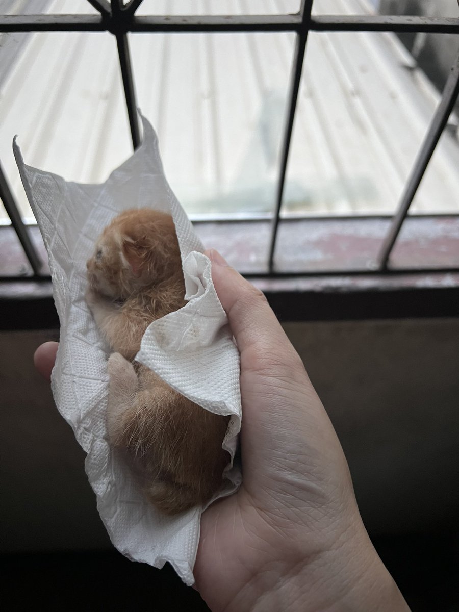 Pls RT

มีแมวบ้านไหนเพิ่งคลอดไหมคะ อยากได้แม่นมมาช่วยดูเจ้าตุวนี้ หมอบอกว่าน่าจะเพิ่งคลอดได้ประมาณ 3 วัน แต่แม่แมวเอามาทิ้งไว้ที่บ้านเรา 😭

ปล.เอาไปหาหมอที่โรงพยาบาลสัตว์มาแล้วนะคะ เบื้องต้นหมอขอแค่ให้ป้อนนมทุกๆ 2 ชม ให้น้องรอดก็พอ แต่หมอบอกว่าถ้าไม่ได้นมแม่ มีโอกาสไม่รอดสูง 😭