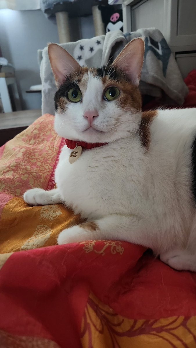 고양이한테도 인사했음

아푸지말거라