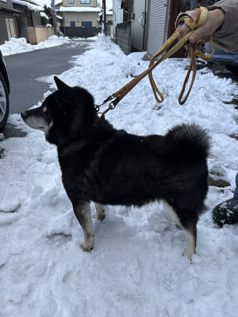 morisaku0126's tweet photo. 迷い犬を保護しています。

1月25日、新潟市西区内野町で黒柴女の子を保護しました。
人慣れしていて首輪をつけています。
現在、新潟市動物愛護センターにいます。
お心当たりのある方は、新潟市動物愛護センター(0258-21-5501)へご連絡ください。 https://t.co/DZ2jopdUFP
