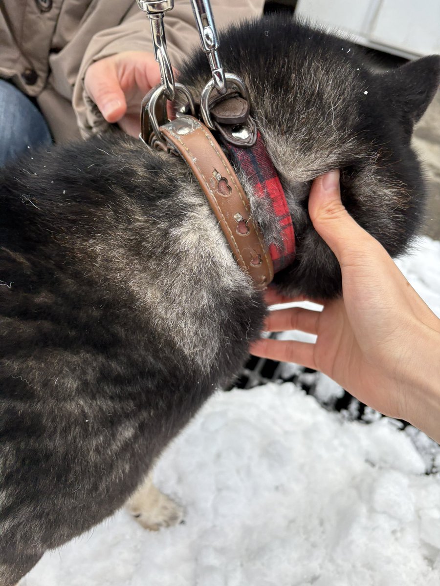 morisaku0126's tweet photo. 迷い犬を保護しています。

1月25日、新潟市西区内野町で黒柴女の子を保護しました。
人慣れしていて首輪をつけています。
現在、新潟市動物愛護センターにいます。
お心当たりのある方は、新潟市動物愛護センター(0258-21-5501)へご連絡ください。 https://t.co/DZ2jopdUFP
