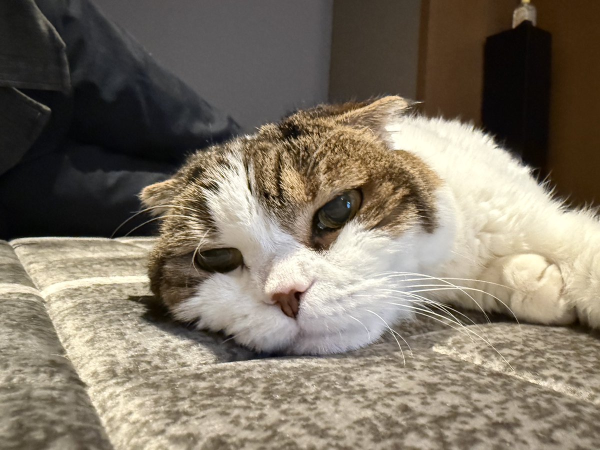 Sora_Sakurai's tweet image. ふくらしですが、毎日点滴などしているものの、血液検査の結果があまり芳しくないですね… 元気とは言い難いし、より長く寝ています。
それでも私を見てたどたどしく駆け寄って来たり、甘えたりしてかわいいですけれども…