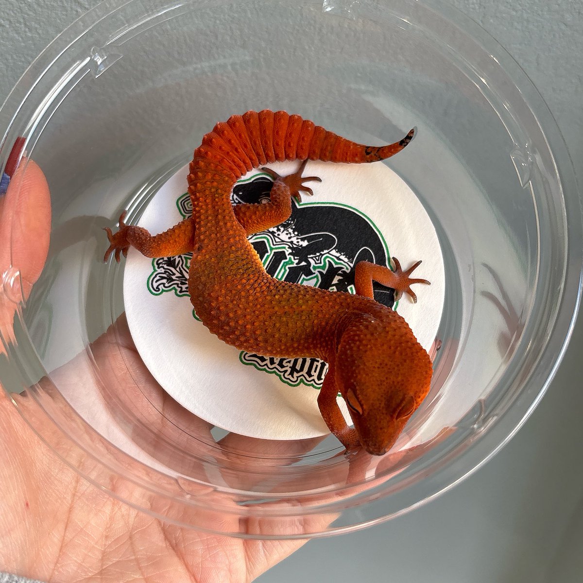 LUCK UP Reptiles🦎爬虫類ショップ🦎 (@LUCKUP_yosshi) / Posts / X