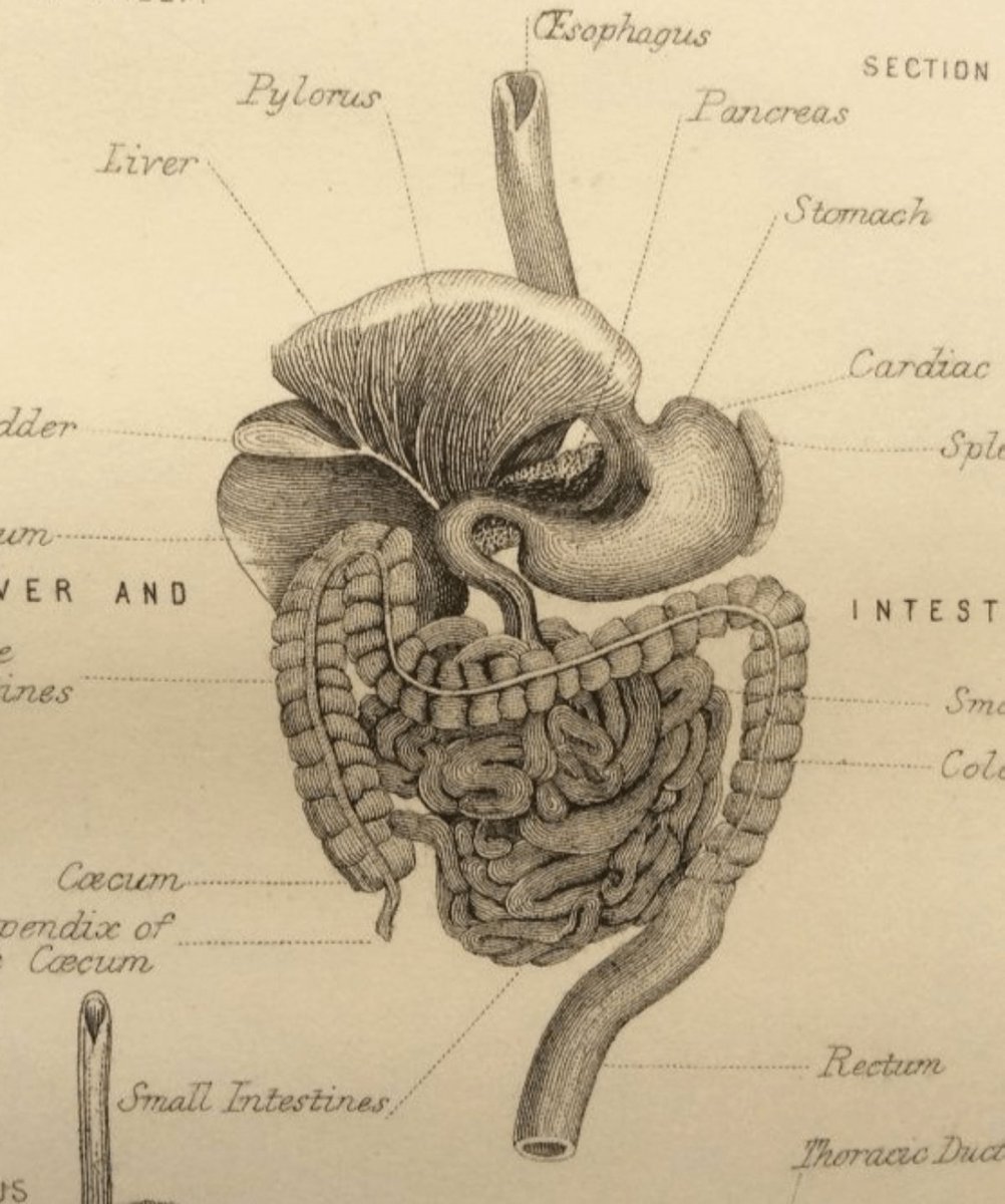 Herbalisque's tweet image. 3-Day Castor Oil Protocol:
Day 1: Prep (light foods, hydrate)
Day 2: Flush (2–4 tbsp in ginger tea)
Day 3: Recover (broths + probiotics)
Reset digestion safely. Who's tried it? #Detox