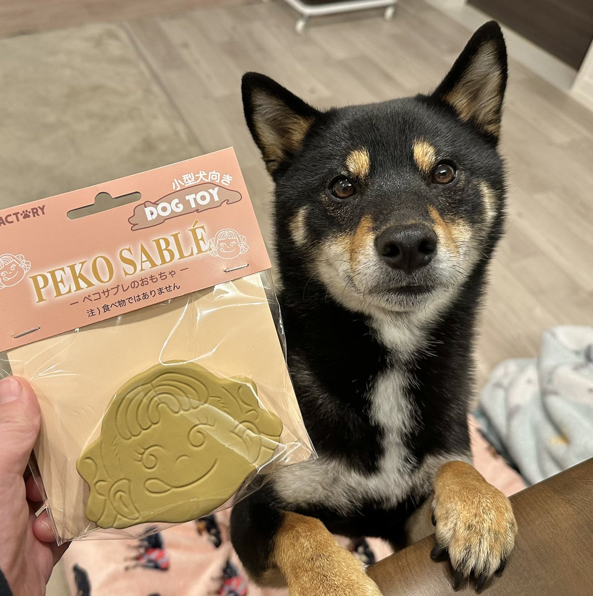 Gin_kuroishiba's tweet photo. ぺこちゃんのサブレも買っちゃった🐶❤️✨
#柴犬
#黒柴
#ぺこちゃん
#サブレ
#犬のおもちゃ
#PEKO
#PETEMO
#柴犬のいる暮らし https://t.co/HnRab93zwC