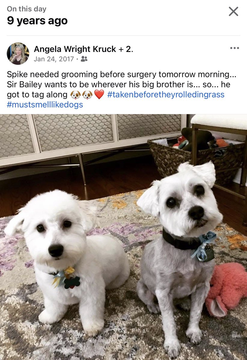 Sir Bailey tweet media