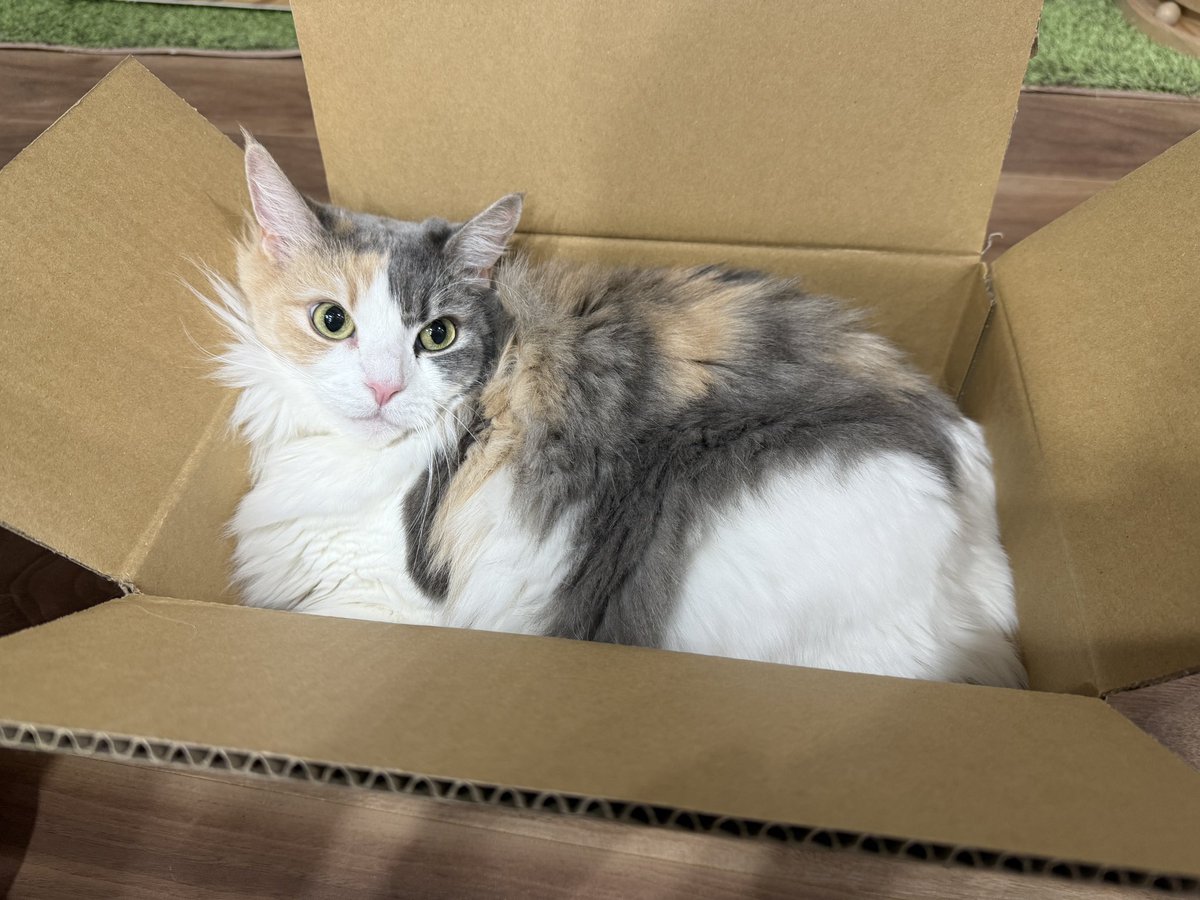 天月-あまつき- (@_amatsuki_) / Posts / X