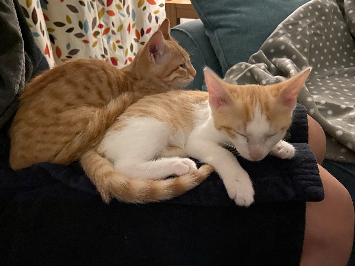 MangoAndChutney 🐈🐈 tweet media