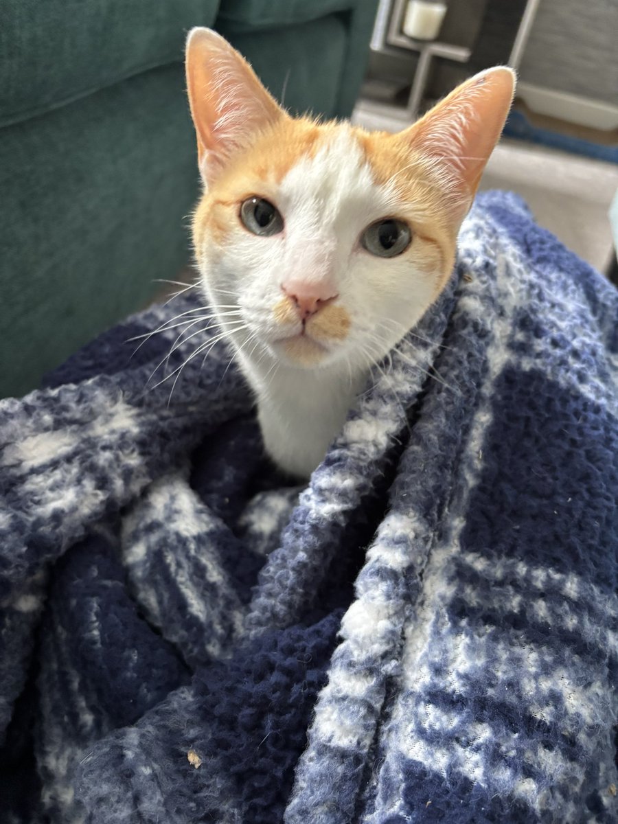 MangoAndChutney 🐈🐈 tweet media