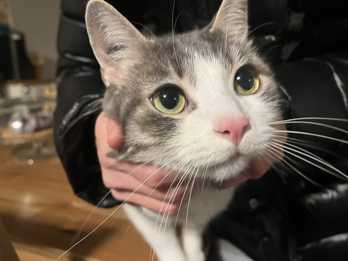 digitalfields's tweet image. Soup with oomf!!!!!! And her cat :3