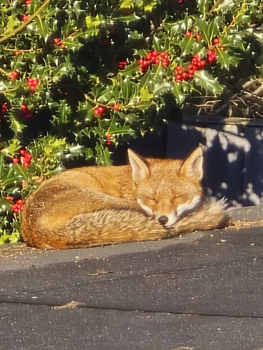 Thank you to Christine Barker (@kissipants ) for this morning's #FoxOfTheDay amongst the holly !