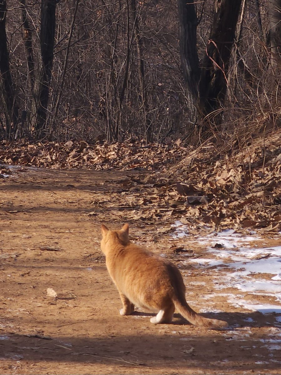NANA_NJVID's tweet image. 냔냐 두마리나 만났다🍀