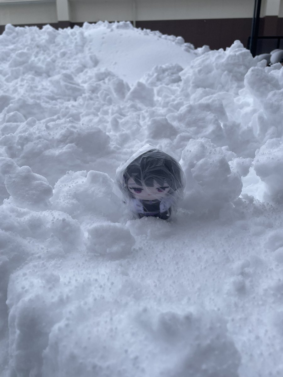 しーちゃん、これが雪だよ⛄️ 雪よ、しーちゃんだよ🫧 #しーちゃん