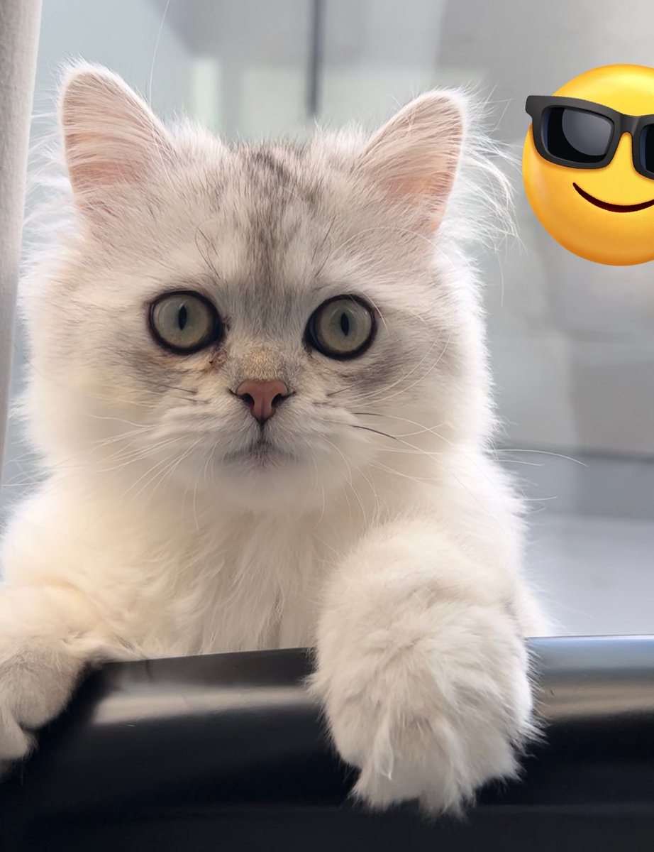 甘乃あもこ💛🌈🥖🌟 (@amoko_official) / Posts / X