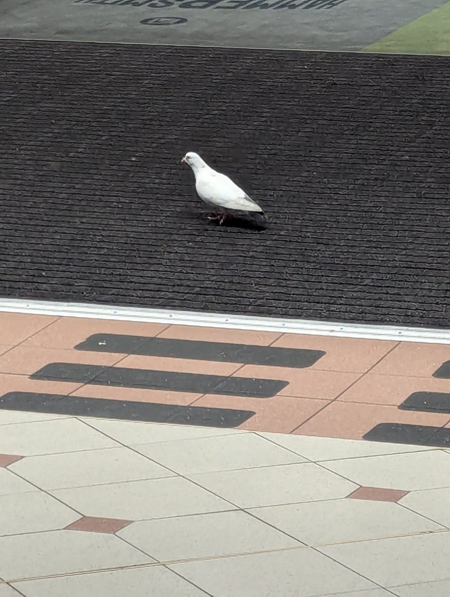 mydogminton's tweet photo. Folks in stats, data science, audience dev, protect management, research... WATCH OUT! Last night I witnessed one of those rare White Pigeon events! 😬😲
#BlackSwan #Probability https://t.co/zzt5nBM0Nu