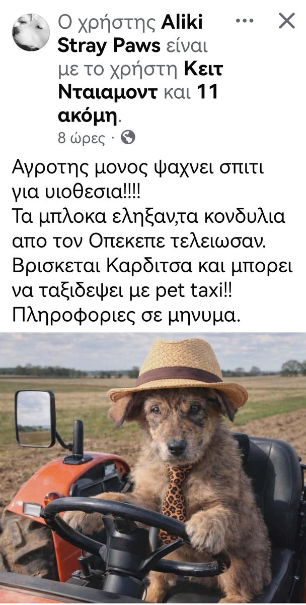Christinalirou2's tweet photo. Καρδιτσα‼️‼️‼️Έκκληση για Υιοθεσια. Αυτός ο γλύκας ψάχνει μια άξια οικογένεια. Πληροφορίες στην σελίδα της Aliki Stray Paws fb https://t.co/ZJyfxWcjTZ