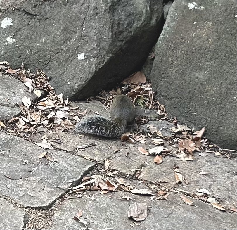 らぴす@てんさい3歳児 tweet media