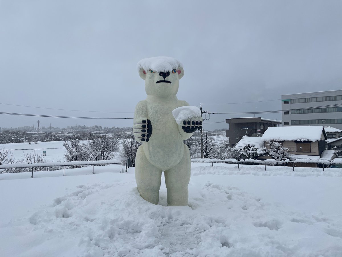 シロクマ 雪が積もったシロクマ
