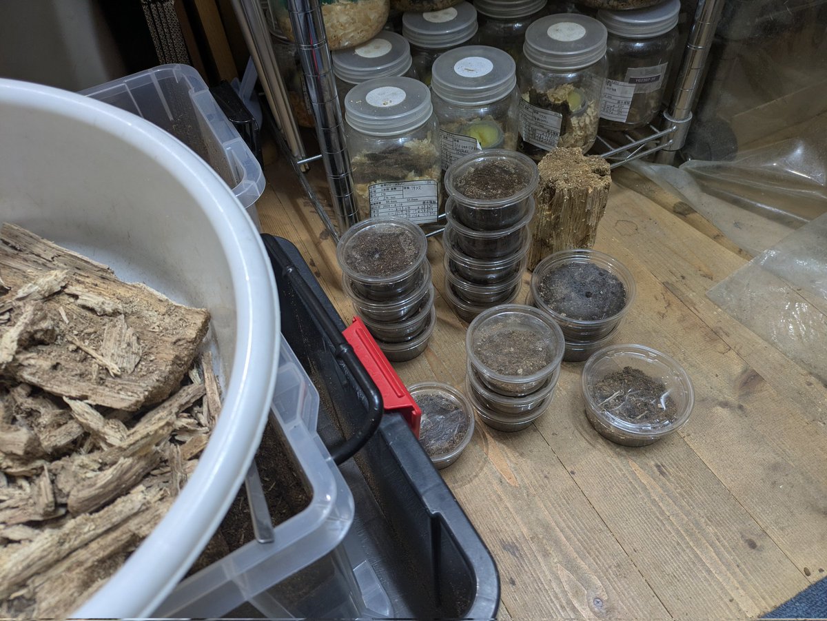 ディディエールシカの最終割出しで既に16頭です、産卵木まだ2本と、マット割って、どれだけいるのかな？　これがウッディだったら凄いんだけど・・・