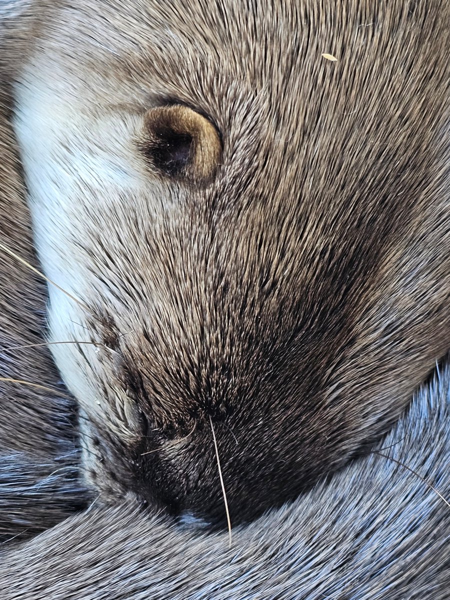 カナダカワウソのメス“カエデ”の気持ちよさそうな寝顔のドアップです！穏やかな表情を見ているだけで癒されます。どの写真も似ていますが、少しずつ違っている...はずです！(その1)