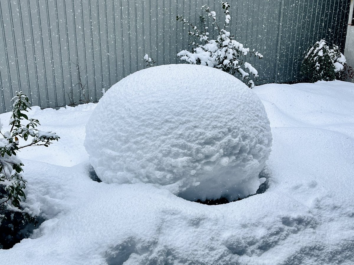 22Tyh's tweet photo. お庭の雪がまんまる(ツツジかサツキ) https://t.co/VJWjOQujIt