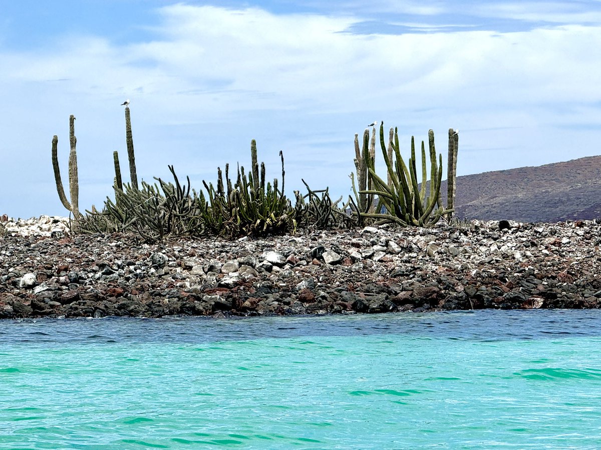 elmédico tweet media