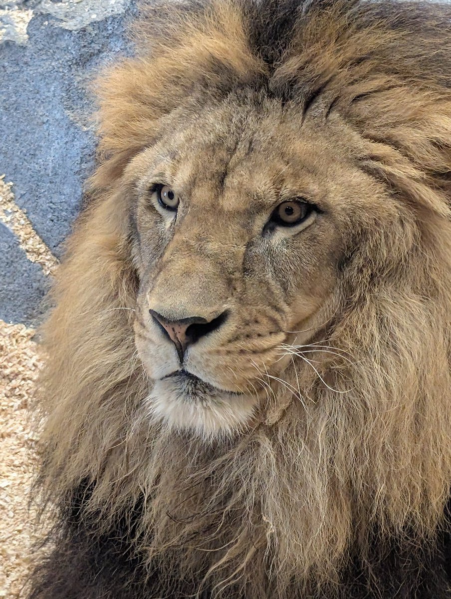 b_asagao's tweet photo. 推しライオンに会ってきた
#遊亀公園附属動物園
#ライオン
#デネブ https://t.co/SlIaD0dTQT