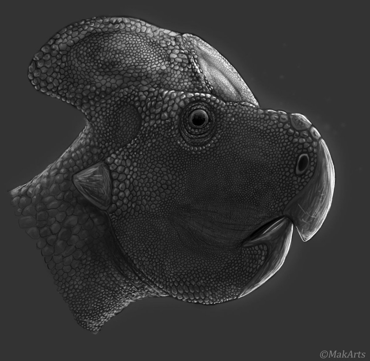 MakArts_'s tweet photo. Portrait art of a #protoceratops that I made as a «commission» https://t.co/joYC3HLpsH