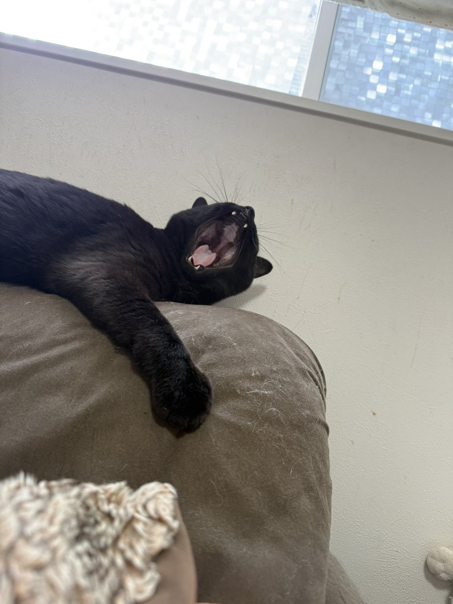 くろみつ (@kimkkCats) / Posts / X