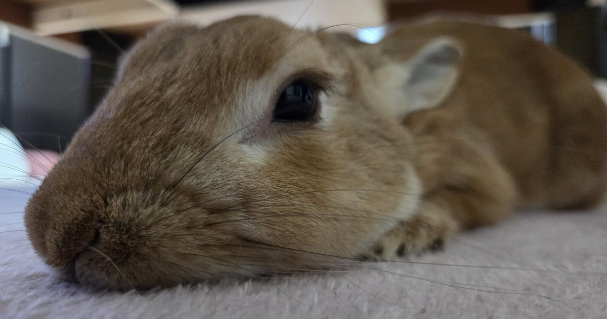 ayamamama's tweet photo. 本日ほたて10歳になりました🐰アニコムさんから今年も可愛いバースデーカードいただきました🎂ありがとうございます！10歳の年も元気に過ごせますように♡#うさぎのいる暮らし  #誕生日 https://t.co/ow5pmQgVuY