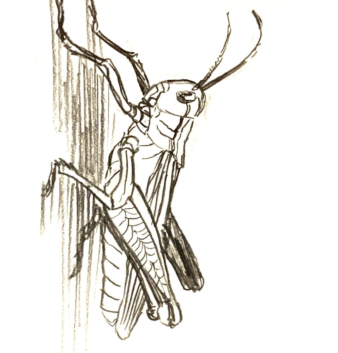 テレパス超エネルギー（エラー） 超高騰‼️28888円でSOLDOUT‼️ 謎の