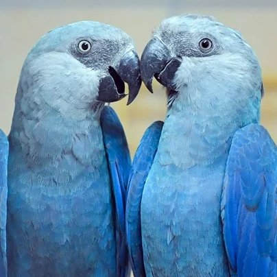 AcervoCharts's tweet image. Terceiro filme da franquia “Rio” está em produção pela Disney.

A história pode abordar o risco de extinção da ararinha-azul.