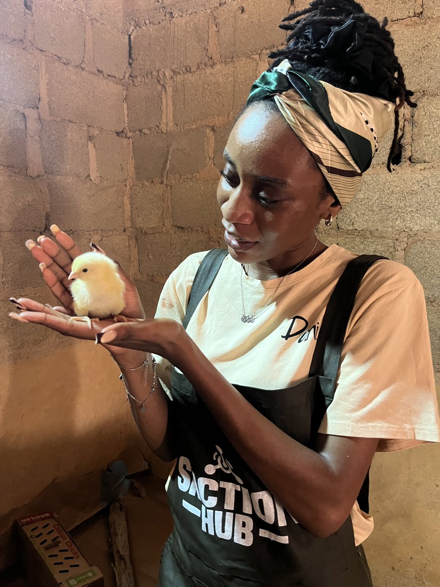 sactionhub's tweet photo. We brought new chicks to the farm last week… and we would be keeping you updated on their journey https://t.co/nZjfJ1HbDW