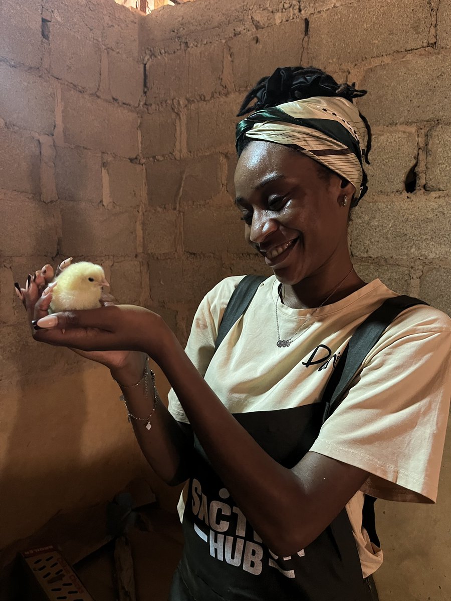 sactionhub's tweet photo. We brought new chicks to the farm last week… and we would be keeping you updated on their journey https://t.co/nZjfJ1HbDW