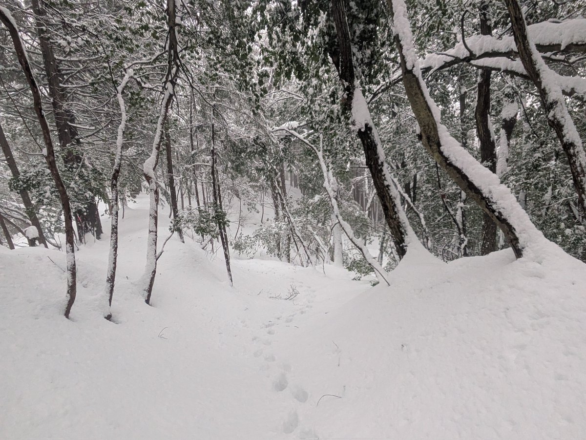 裏山ラッセルハイク