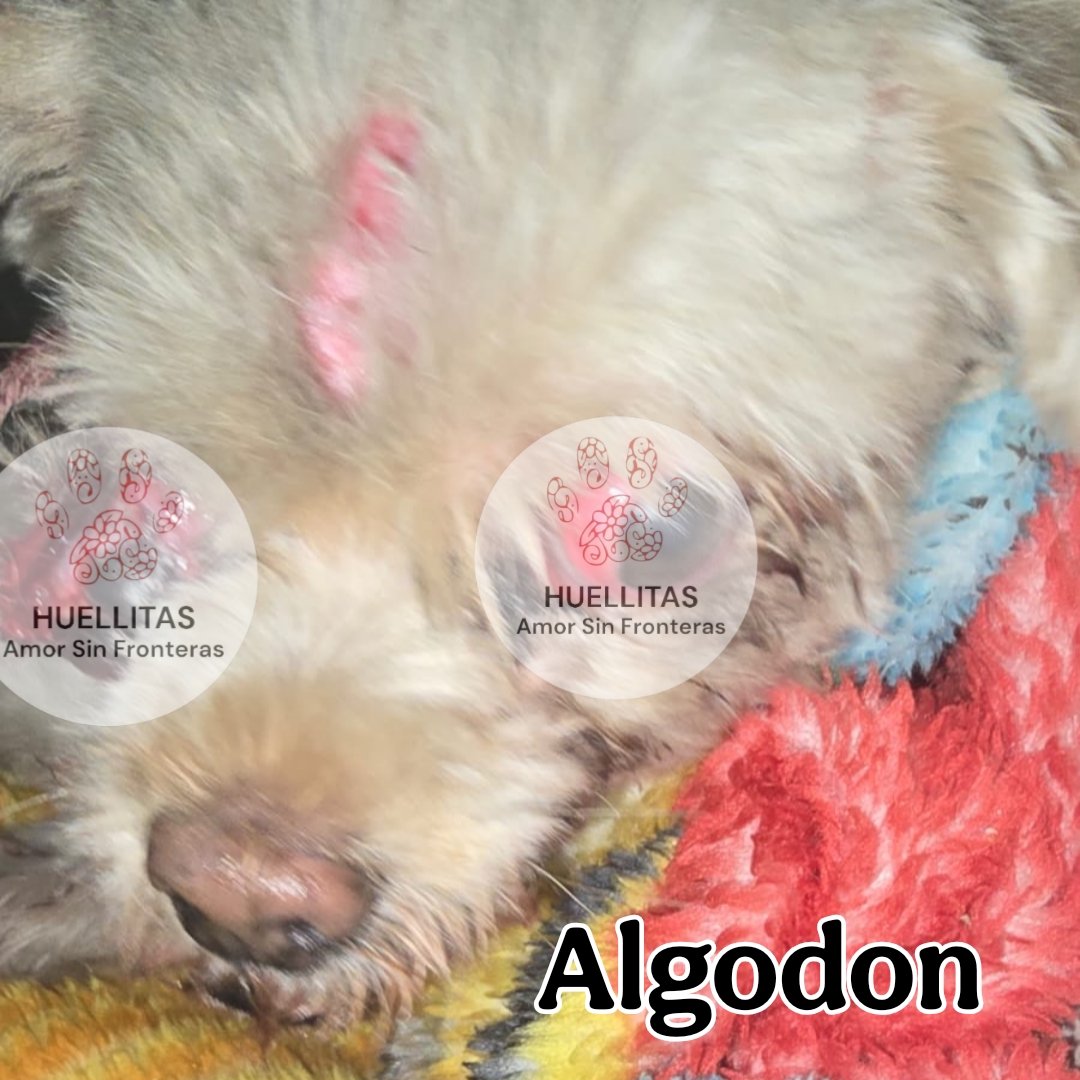 ALGODON LLEGO VIVO A LA VETERINARIA...
Es un guerrero!!! Sigue luchando!!!

Familia, queremos informarles que Algodón ya se encuentra en la veterinaria desde hace un rato.

Eso era lo más importante y le decimos gracias a ustedes los que se suman para lograrlo.