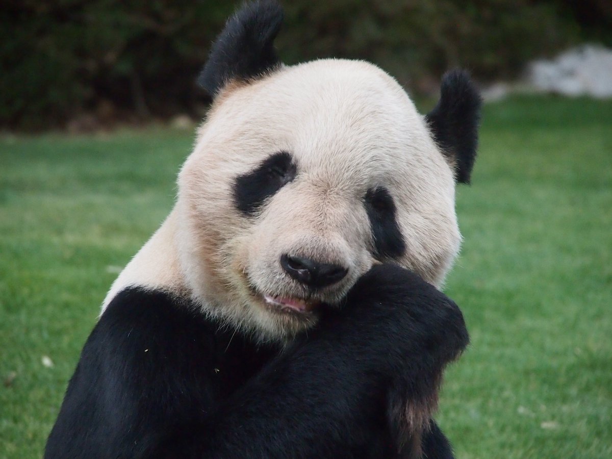 永明さんのこの笑顔に何度も癒されたことか😍
きっとお空の上でもモテモテなんだろうな☺️
#永明
#ジャイアントパンダ