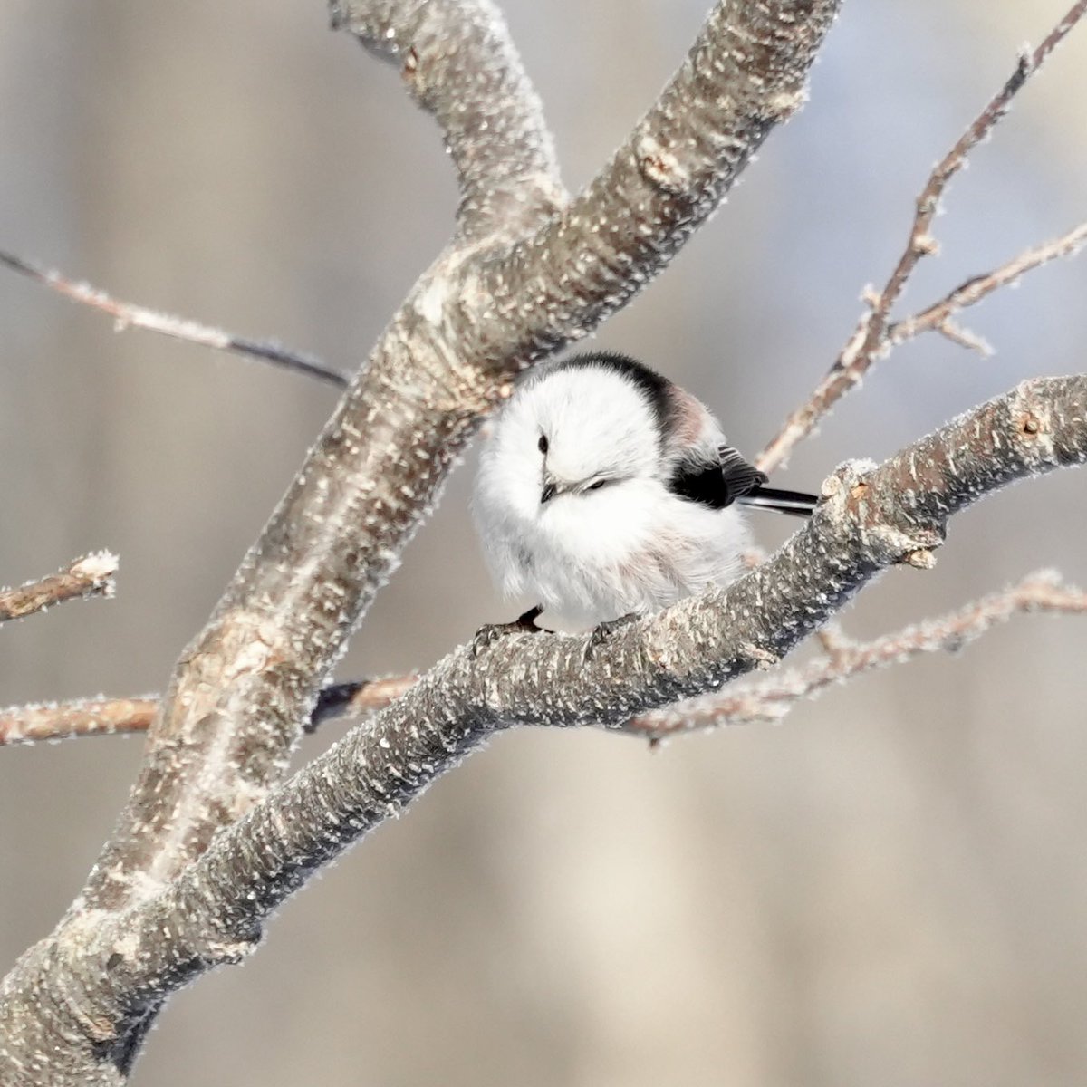 この子に会うためだけに北海道来た。
#シマエナガ  #野鳥観察