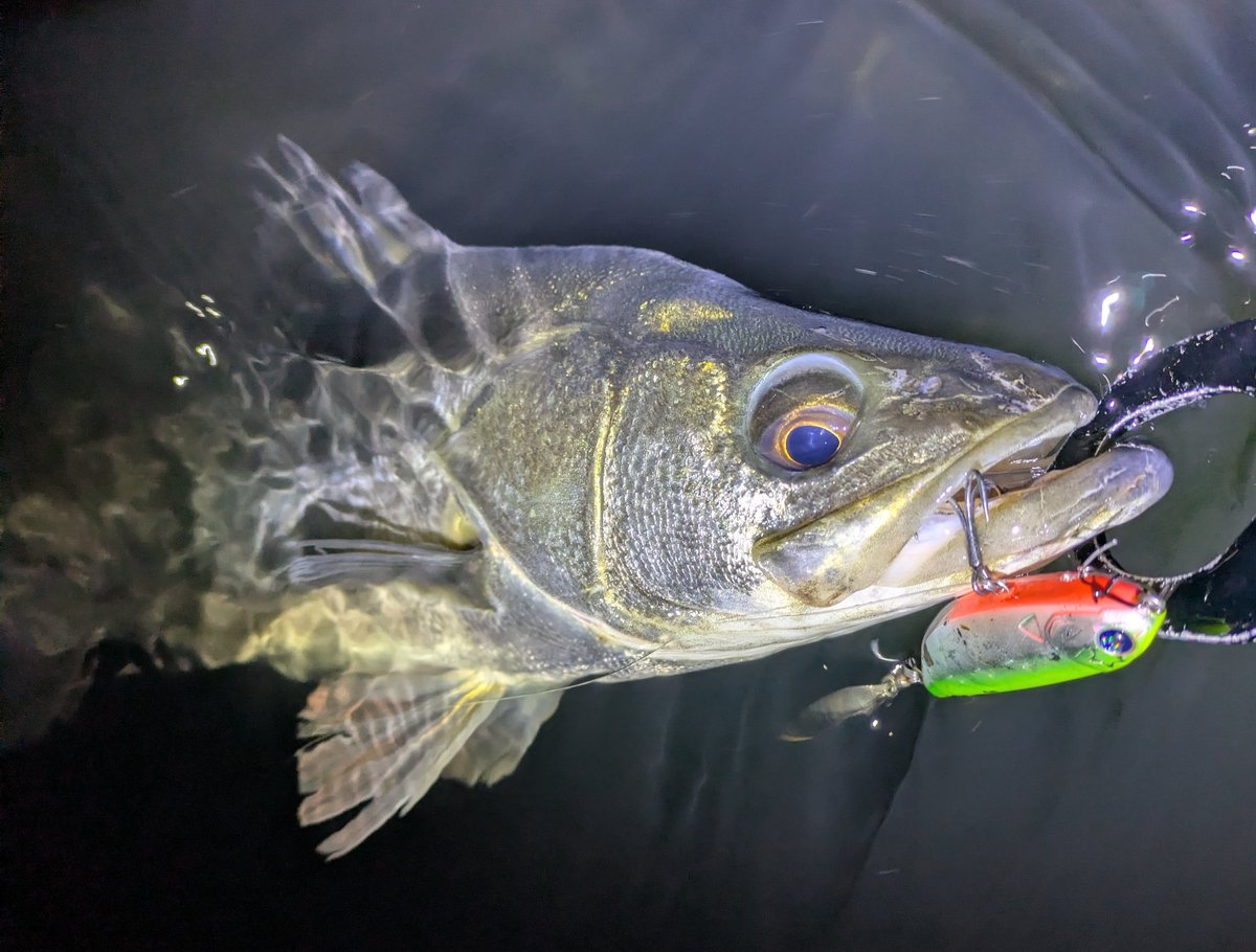 Fishman (@Fishman_BC) / Posts / X