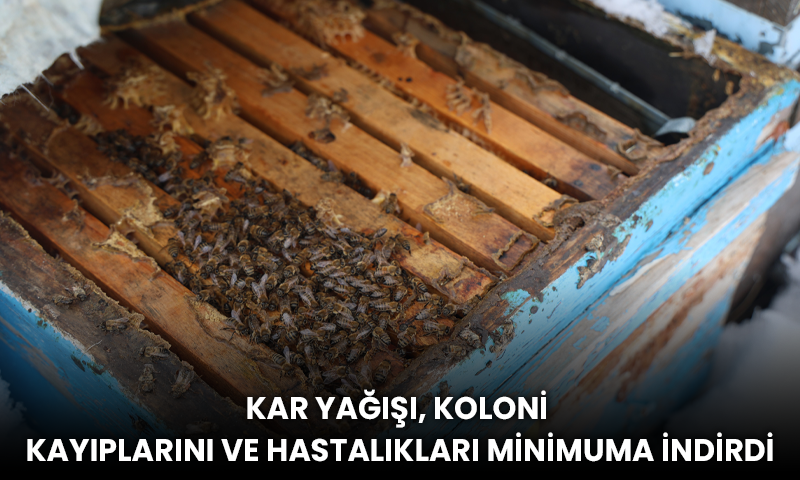 Kar Yağışı, Koloni Kayıplarını ve Hastalıkları Minimuma İndirdi
kanal23.com/haber/elazig/k…
#elazığ #elazığhaber