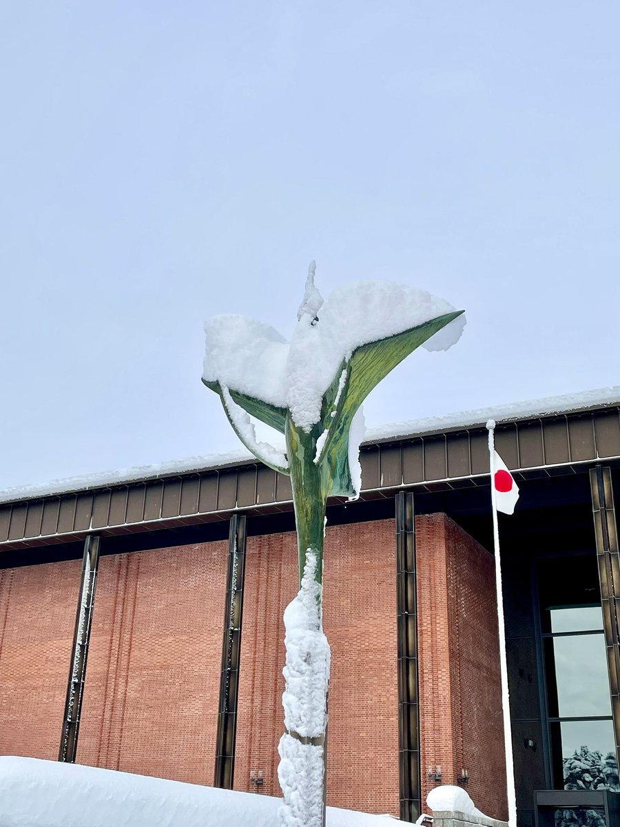 4年前のドカ雪のあと、北海道博物館入口のツルの彫刻に積もっていた雪。

今日のはどうなっているかなぁ