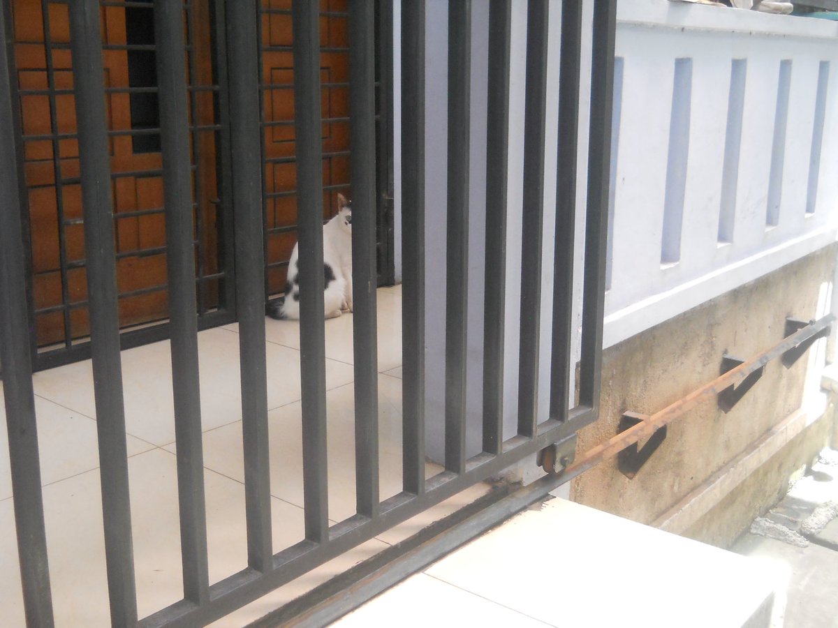 loveethecat tweet media