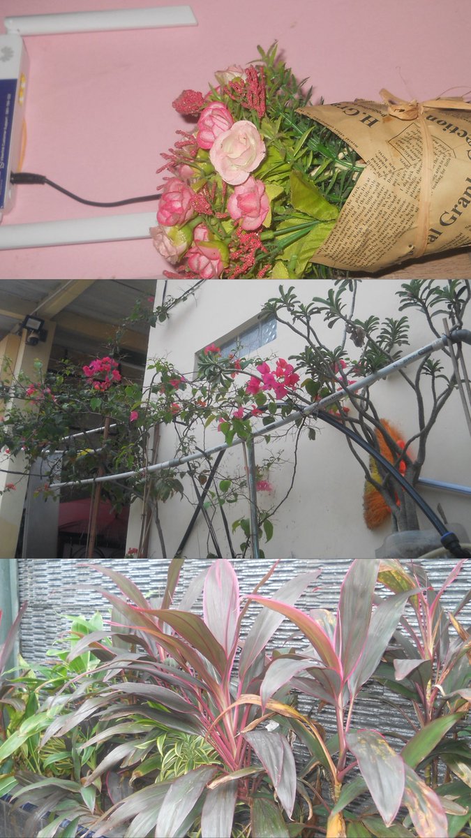 loveethecat tweet media