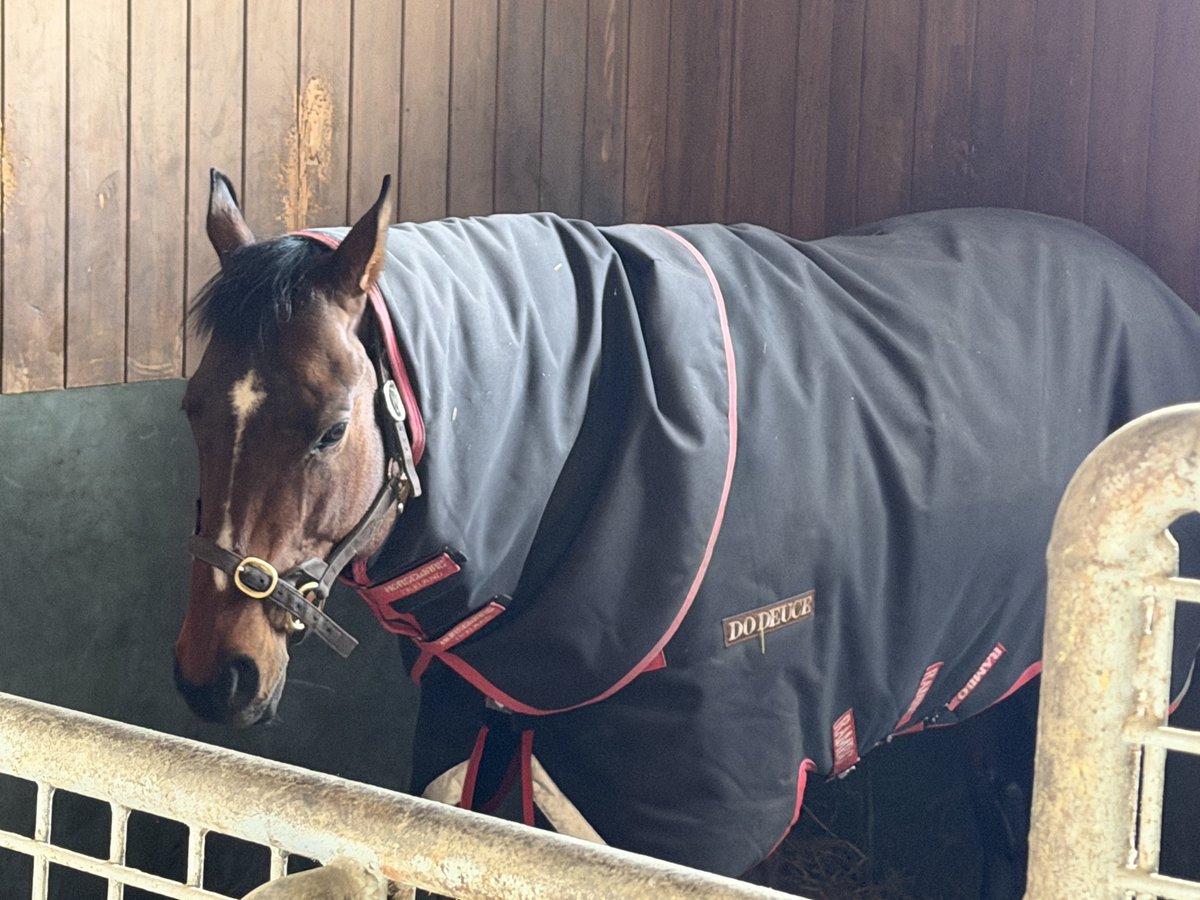 kom0121's tweet photo. ドウデュースは馬房の端っこで穏やかに過ごしてました
初めて会えて嬉しい！ https://t.co/Rx86v8tRCO