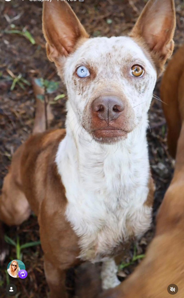 J_Zaragoza_'s tweet photo. Se llama Kratos 
Tiene 3 años y pesa 15 kilos
Le encanta estar con las personas 
Adoptado de cachorro y devuelta a los tres años
Si quieres conocerle y darle una nueva vida para siempre, escríbenos
- 669122058 solo WhatsApp
pppeludosjerez@gmail.com
#AdoptaNoCompres https://t.co/uXc9RFUIuc